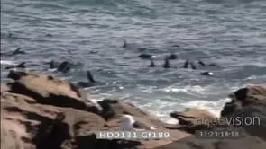 Cape gannets flying over ocean tilt down Cape fur seals playing swimming in water