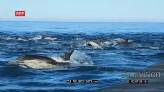 A school of common dolphins swimming and porpoising TOPSIDE PROFILE GOOD LIGHT
