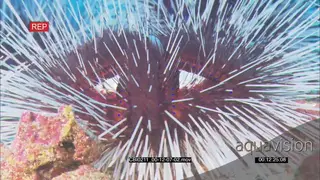 Sea Urchin general behaviour UNDERWATER CU
