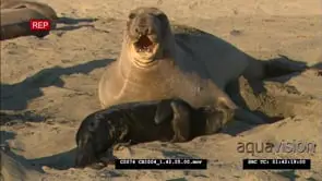 Elephant seal female with a newborn pup FF