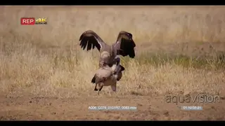 close up shot of of a pair of white-backed vultures Gyps africanus trying to mate.