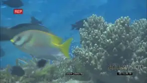 Various fishes getting cleaned by Blluestreak Cleaner Wrasse swiimming along reef