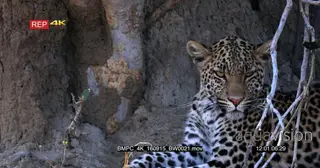 Leopard resting next to an anthill looking at the camera CU