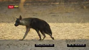 Brown hyena walking past camera
