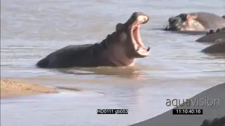 Hippo pod calf social behaviour yawing bulls showing aggressive interaction attempting to.