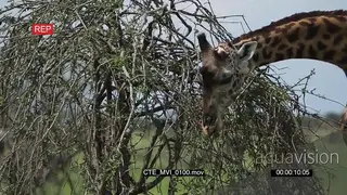 Masai Giraffe standing and grazing on a tree MS