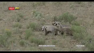 American Badger with juvenile walking sniffing and looking around on prairie LS PAN