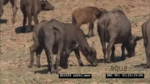 Herd of Cape Buffalo on the banks of the Luangwa riverbank summer Dry season MS