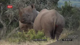 A pair of Black Rhinos fighting WS