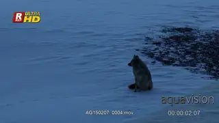 Arctic wolf sitting, looking around and calling. Dawn, MWS.