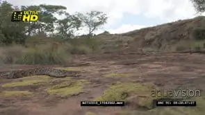 Puff Adder snake basking on a rocky outcrop MS