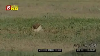 Burrowing owl checking its wing, preening and looking around the territory, during daytime.