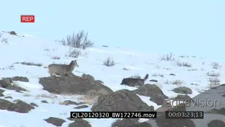 Gray Wolf walking around on snowy prairie and Elk Antelope standing looking at it WS PAN