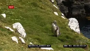 The yellow-eyed penguin (Megadyptes antipodes), known also as hoiho or tarakaka.