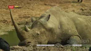 Close up of white rhino laying in mud