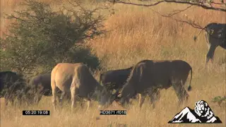 Herds of Eland, Impala, Zebra and Wildebeest grazing in open dry fields.