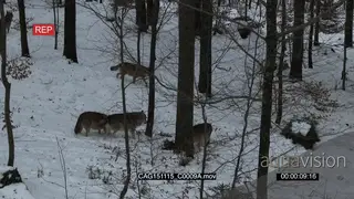 Gray Wolf pack walking and looking around in snowy forest HA WS PAN