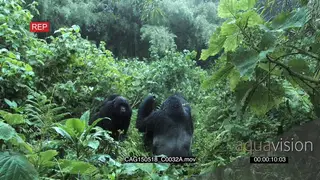 Group of Mountain Gorillas sitting and moving in the rain in forest with the female.