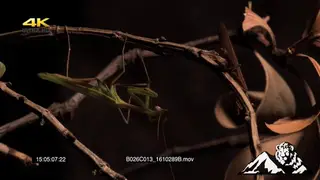 Praying Mantis on a plant grooming MACRO