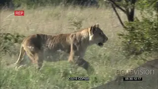 African Lioness Walking around the Bush Alert stalking