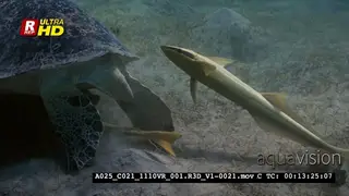 A Close Up, Tracking shot of a Remora fish trying to attach itself onto a Green Sea.