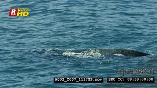 Humpback whale submerged, laying and swimming.