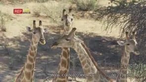 Close shot of giraffe [4] group necking CU of heads and neck
