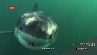 School of Cape Silverside swimming around underwater in ocean and Great white shark…
