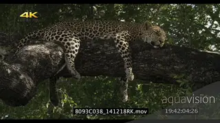Leopard sleeping on a tree WS LA
