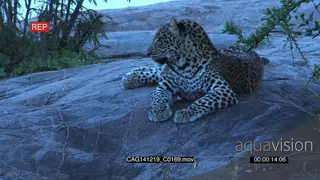 Leopard laying down on a rock looking around MLS HAND