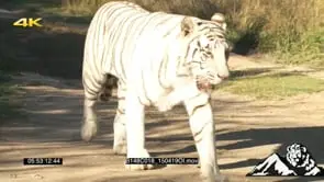 Tiger walking out of frame GREEN LS MS ZO