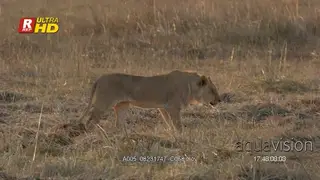 Male African Lion side view, walking, guarding territory and hunting.