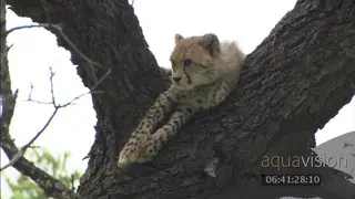 Cheetah walks down mound, cubs climbs down tree