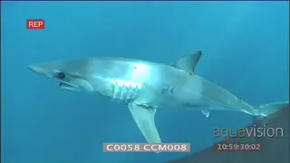 Mako shark swimming across camera sun rays shine through blue water