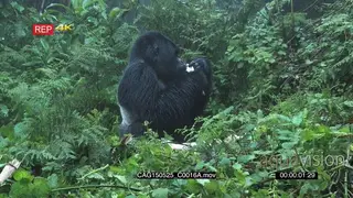 Mountain Gorilla sitting in forest eating looking around MLS ZI CU HAND
