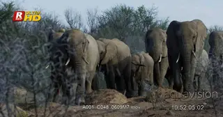 Herd of young and adult African Elephant looking around and walking towards the camera.