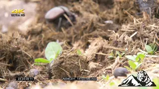 Dung beetles feeding in dung, creating dung balls MCU FOCUS PULL PAN