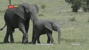 African Elephant with calf walking and grazing on Savannah LS PAN