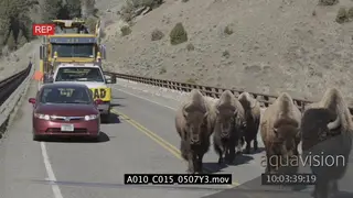 Bison herd wandering on urban road restricting cars from passing LS
