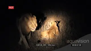 African Lions mating at night MS
