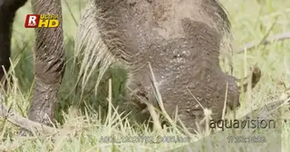 Warthog long snout, nostrils and tusks Close up and feeding on grass, during daytime.