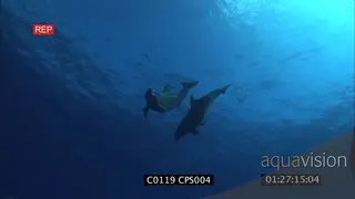 A pair of bottlenose dolphins swimming GENERAL BEHAVIOR UW