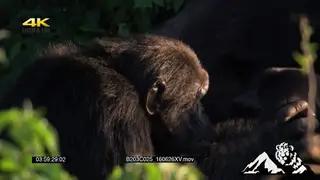 Chimpanzees sitting and grooming one another Mating behaviour.