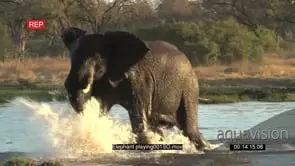 Young bull playing and splashing in river in Okavango Delta