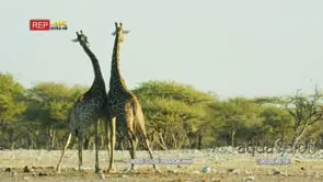 Giraffe pair fighting, pushing and swinging their necks at each other