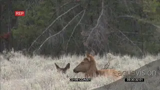 Female Elk Deer sleeping and next to its calf GENERAL BEHAVIOUR