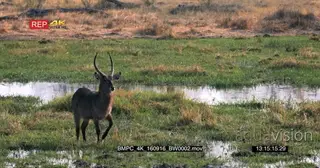 Waterbuck standing facing towards camera on the khwaii riverbank