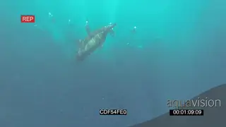 Bryde's Whale swimming across Common Dolphin pod feeding Cape Gannets diving into Sardine.