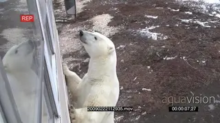 Polar bear standing against tourist vehicle investigating