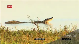 American Alligator in a river moving around and displaying a mating behaviour WS